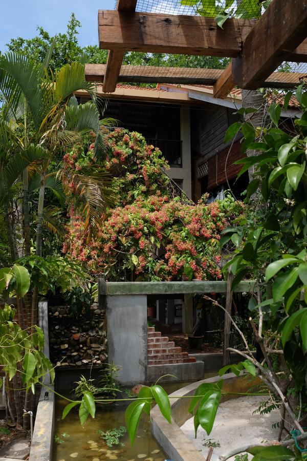Panji Panji Tropical Wooden Home Pantai Cenang (Langkawi) Exterior foto